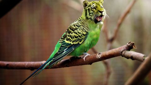 photo retouchée avec oiseau et tigre
